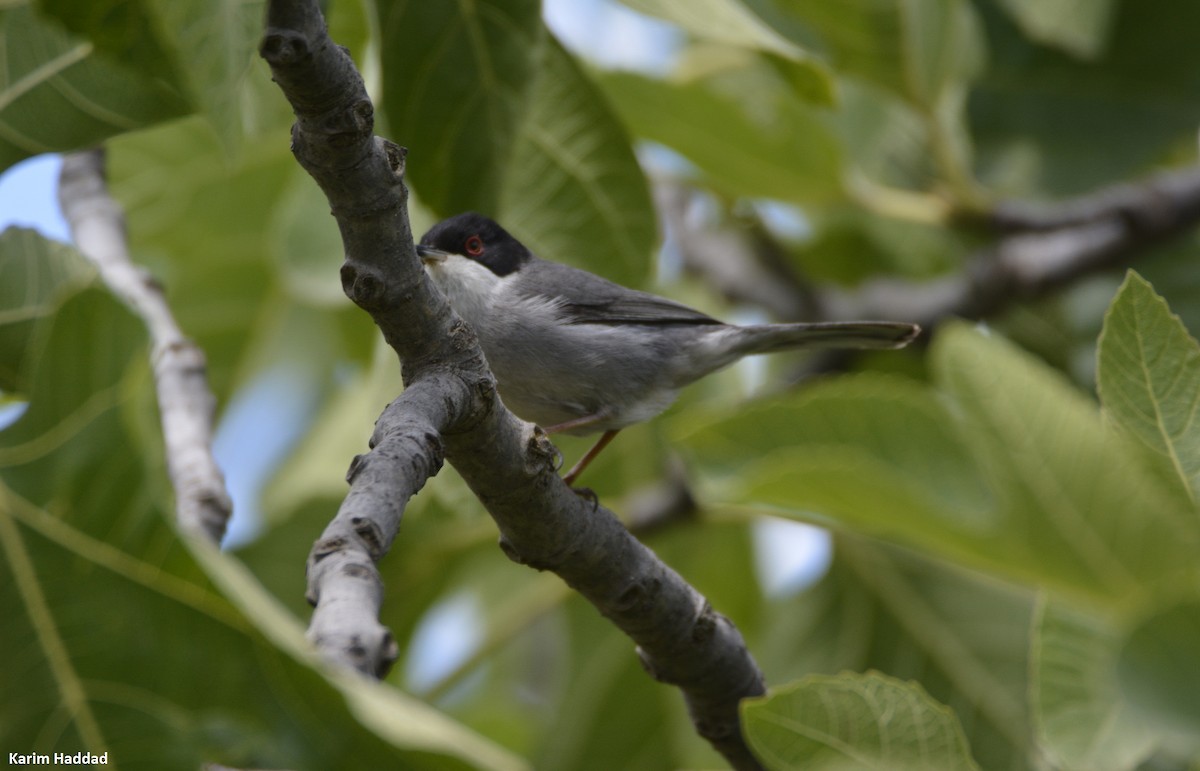 Sardinian Warbler - ML620785351