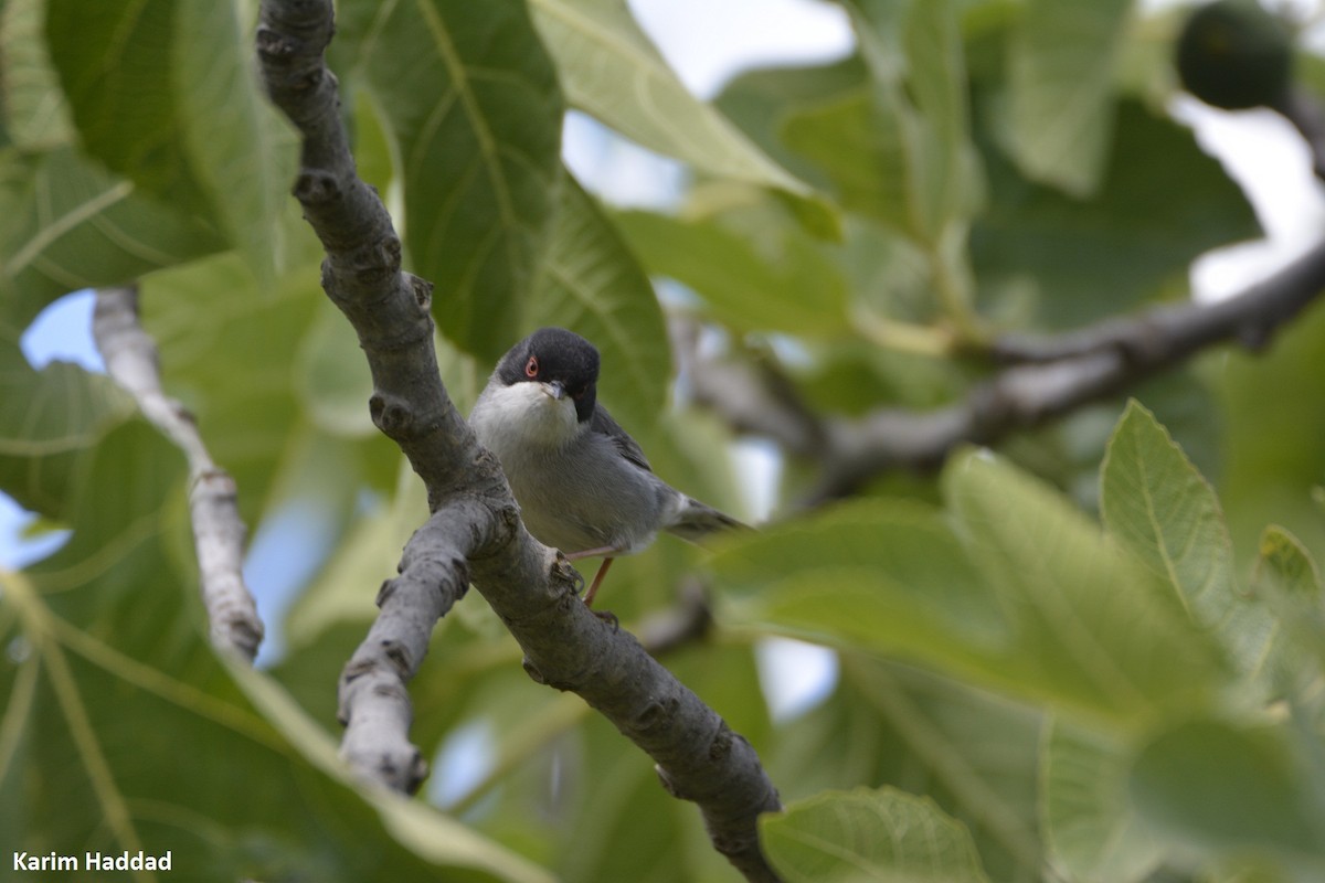 Sardinian Warbler - ML620785352