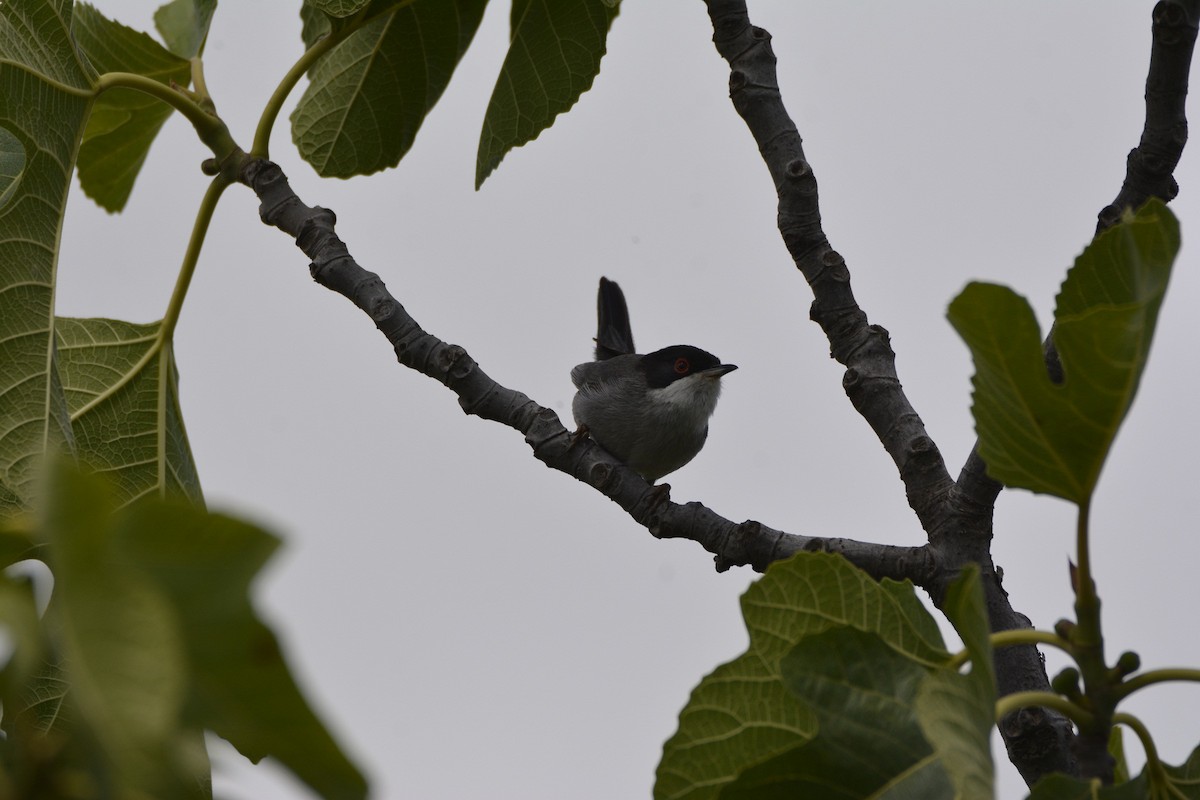 Sardinian Warbler - ML620785353