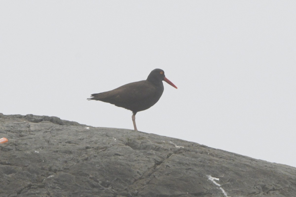 Black Oystercatcher - ML620785354