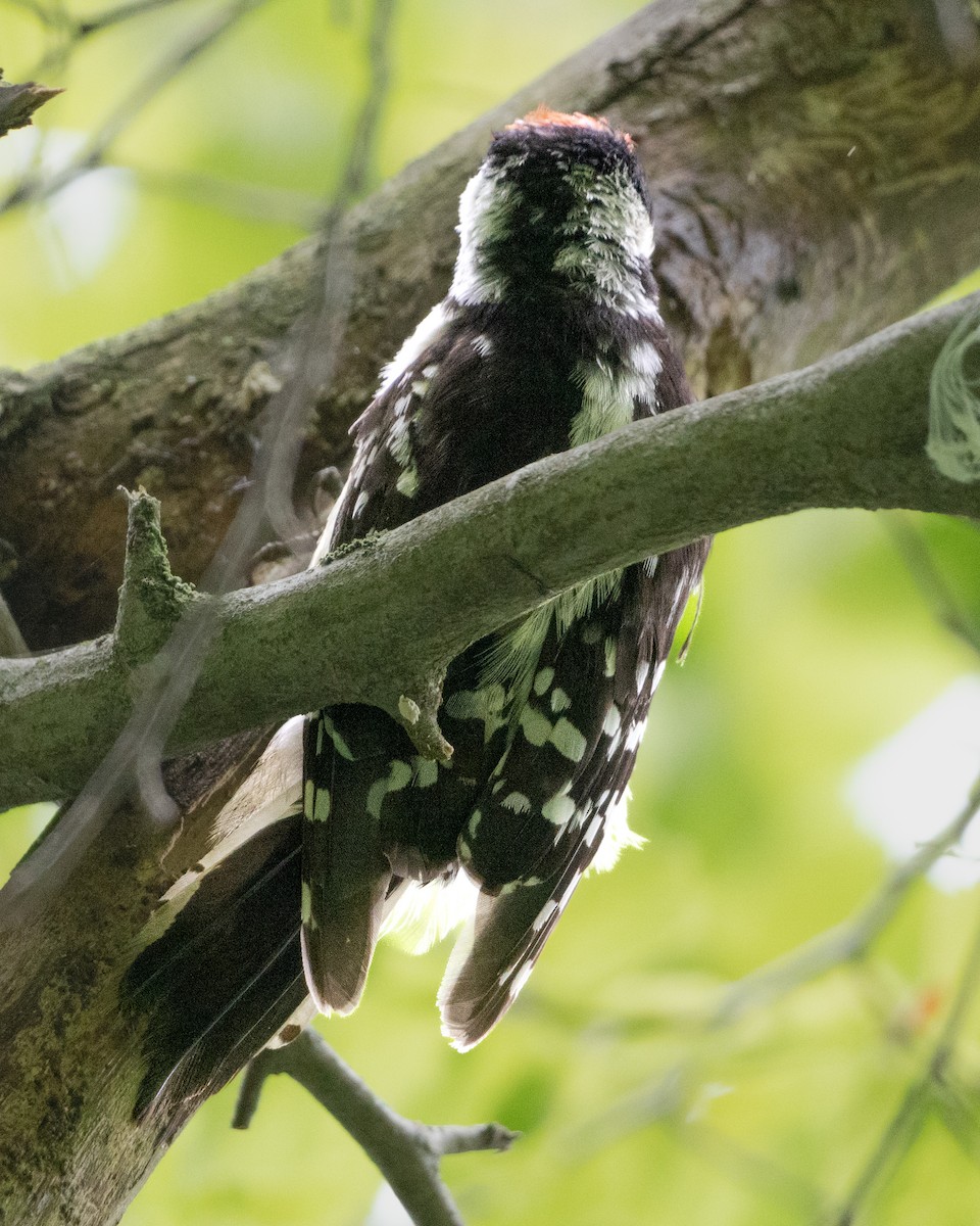 Downy Woodpecker - ML620785356