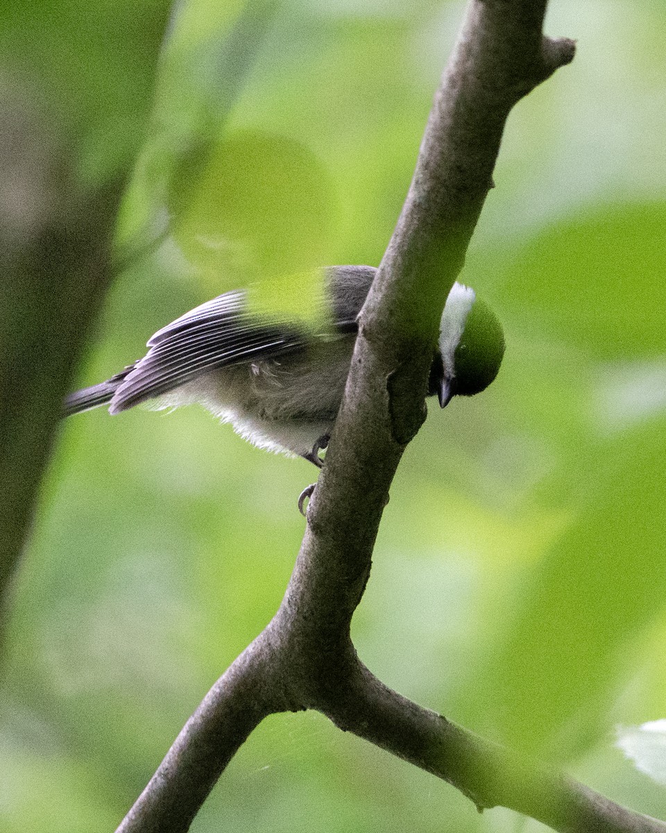 Black-capped Chickadee - ML620785359