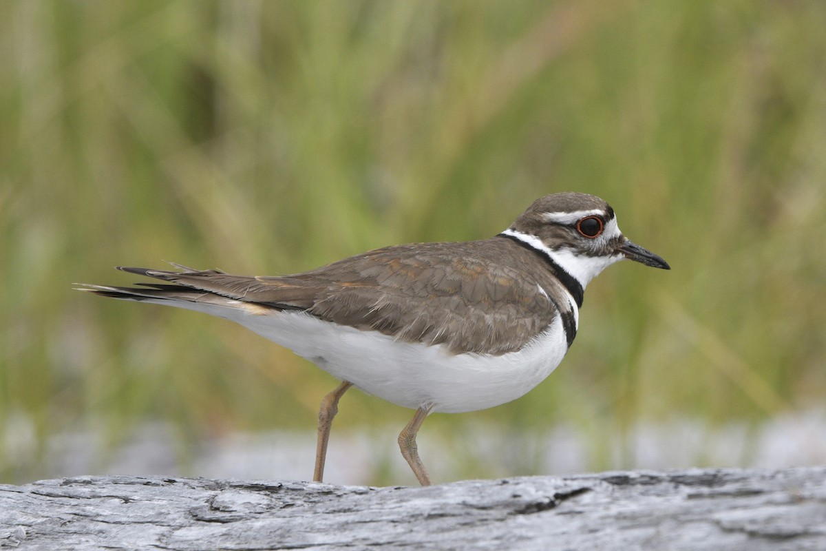 Killdeer - ML620785360