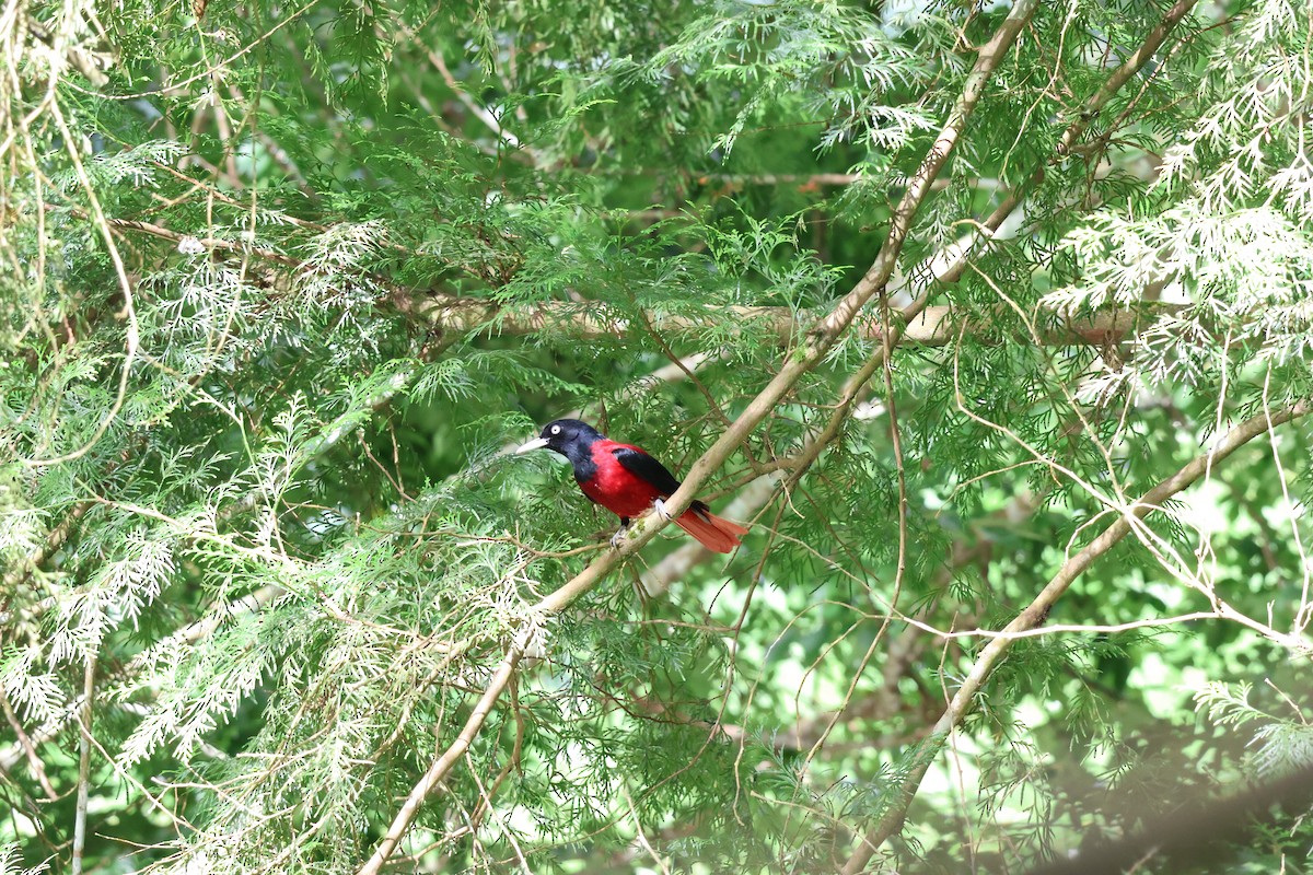 Maroon Oriole - ML620785361