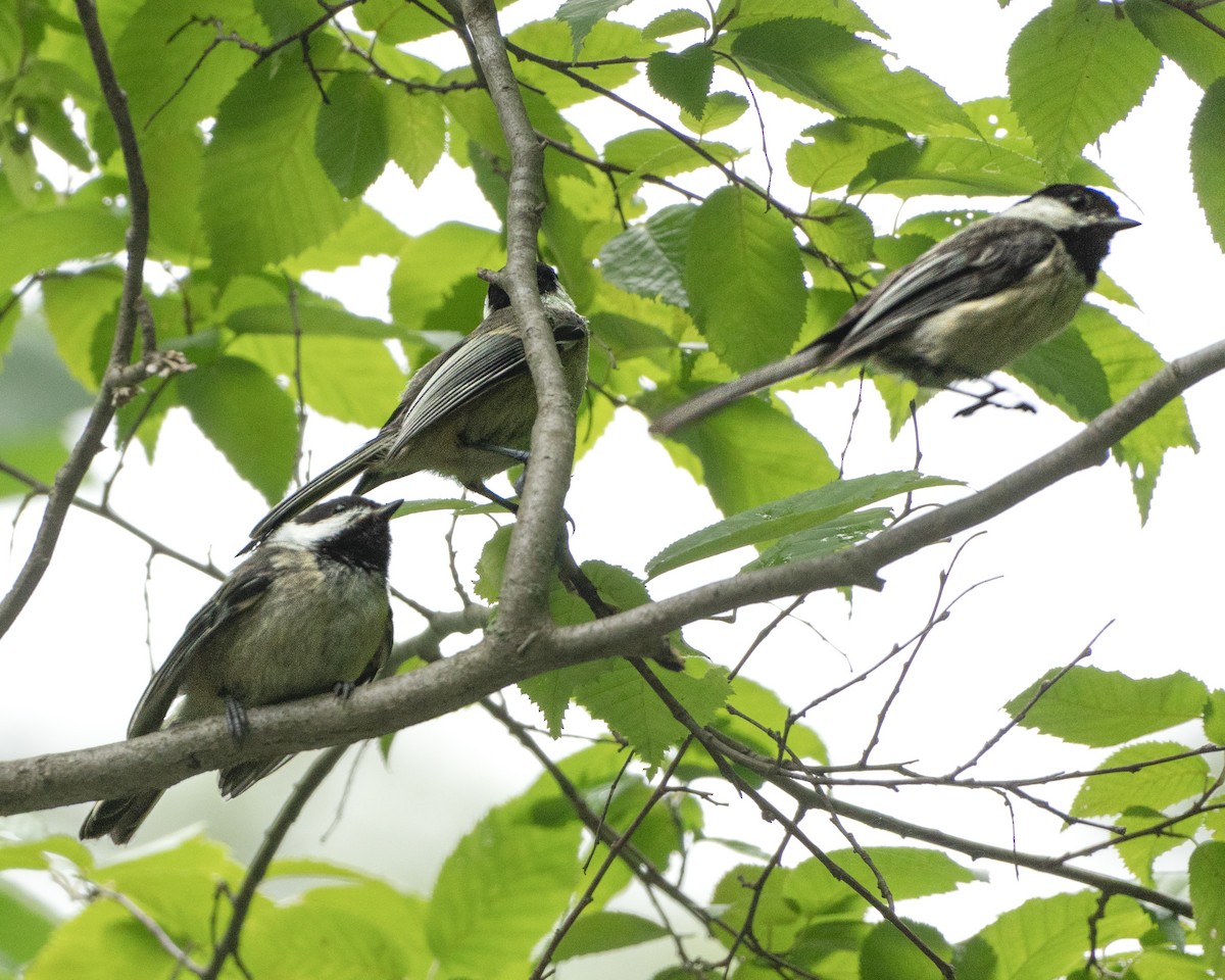 Mésange à tête noire - ML620785363