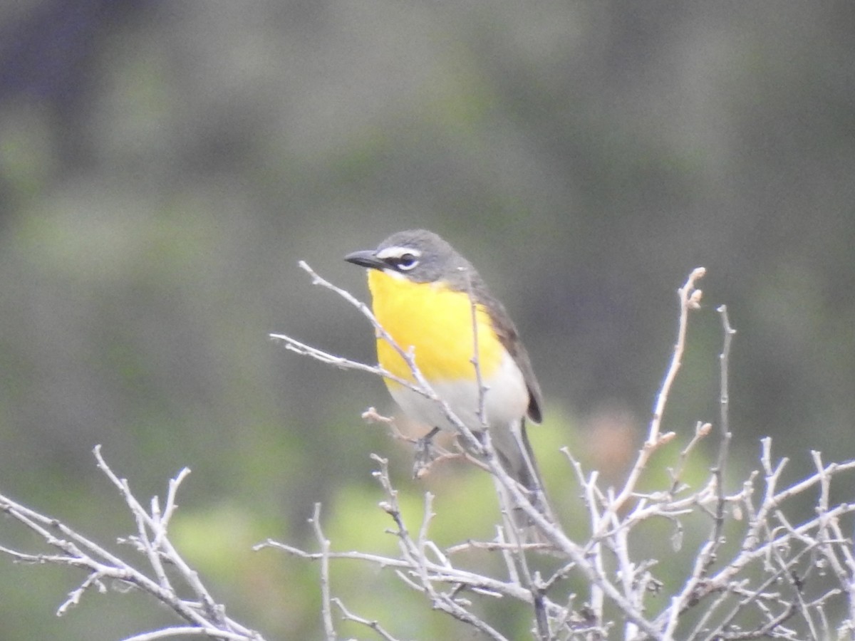 Yellow-breasted Chat - ML620785368