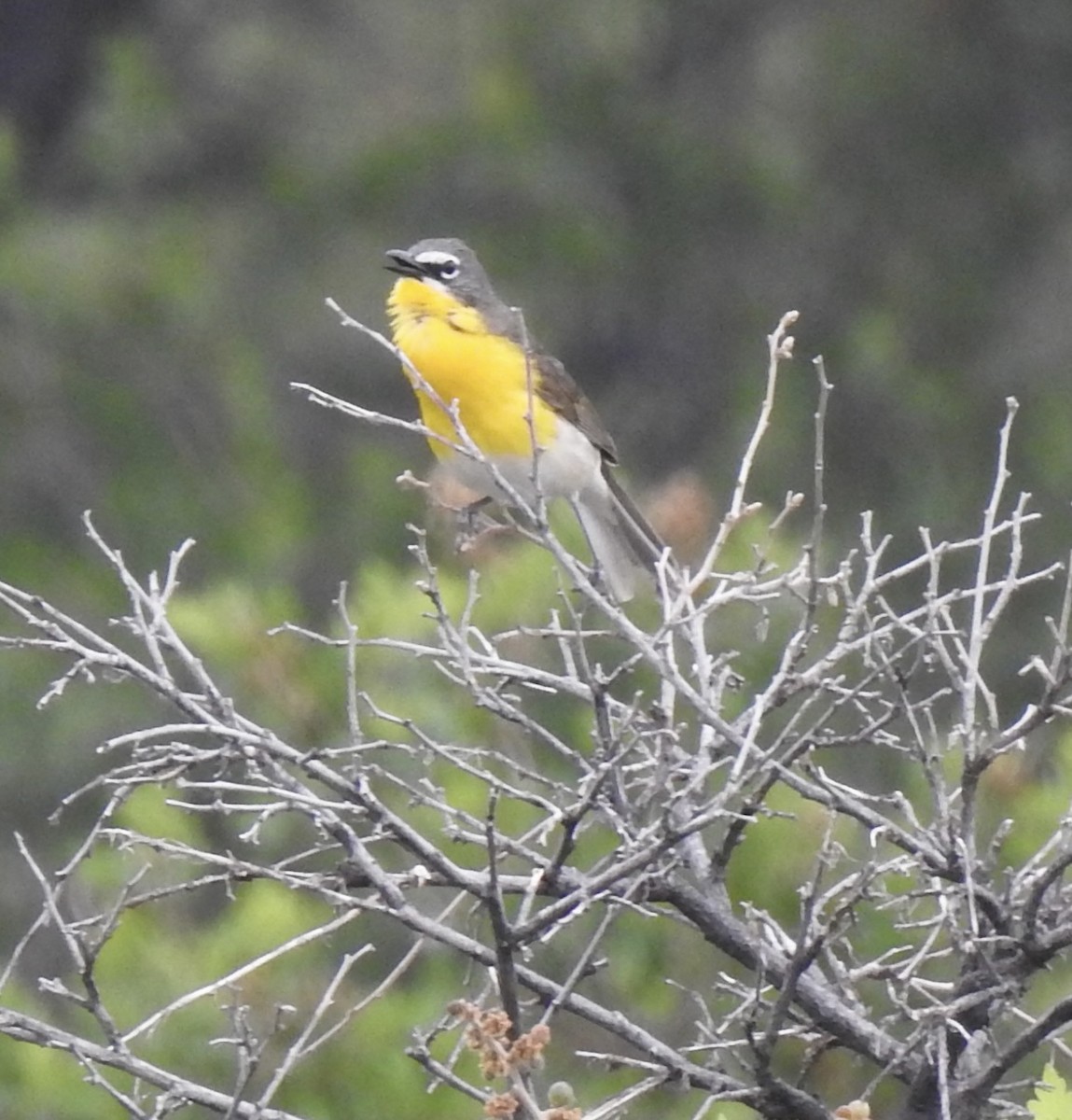 Yellow-breasted Chat - ML620785369