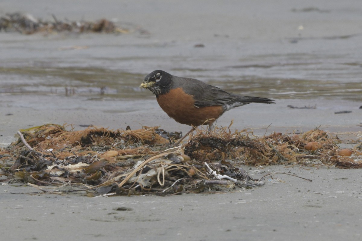 American Robin - ML620785376