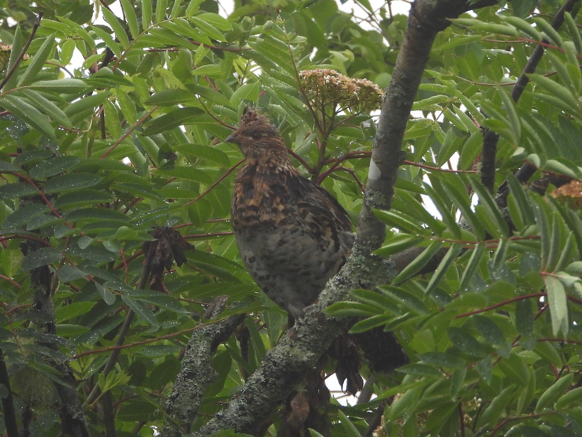 Ruffed Grouse - ML620785377