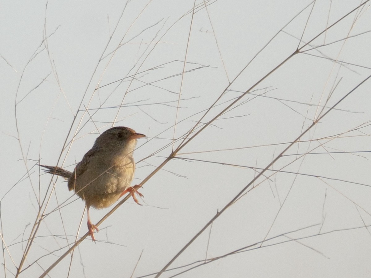 Sedge Wren - ML620785381