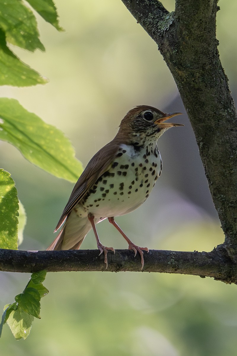 Wood Thrush - ML620785382