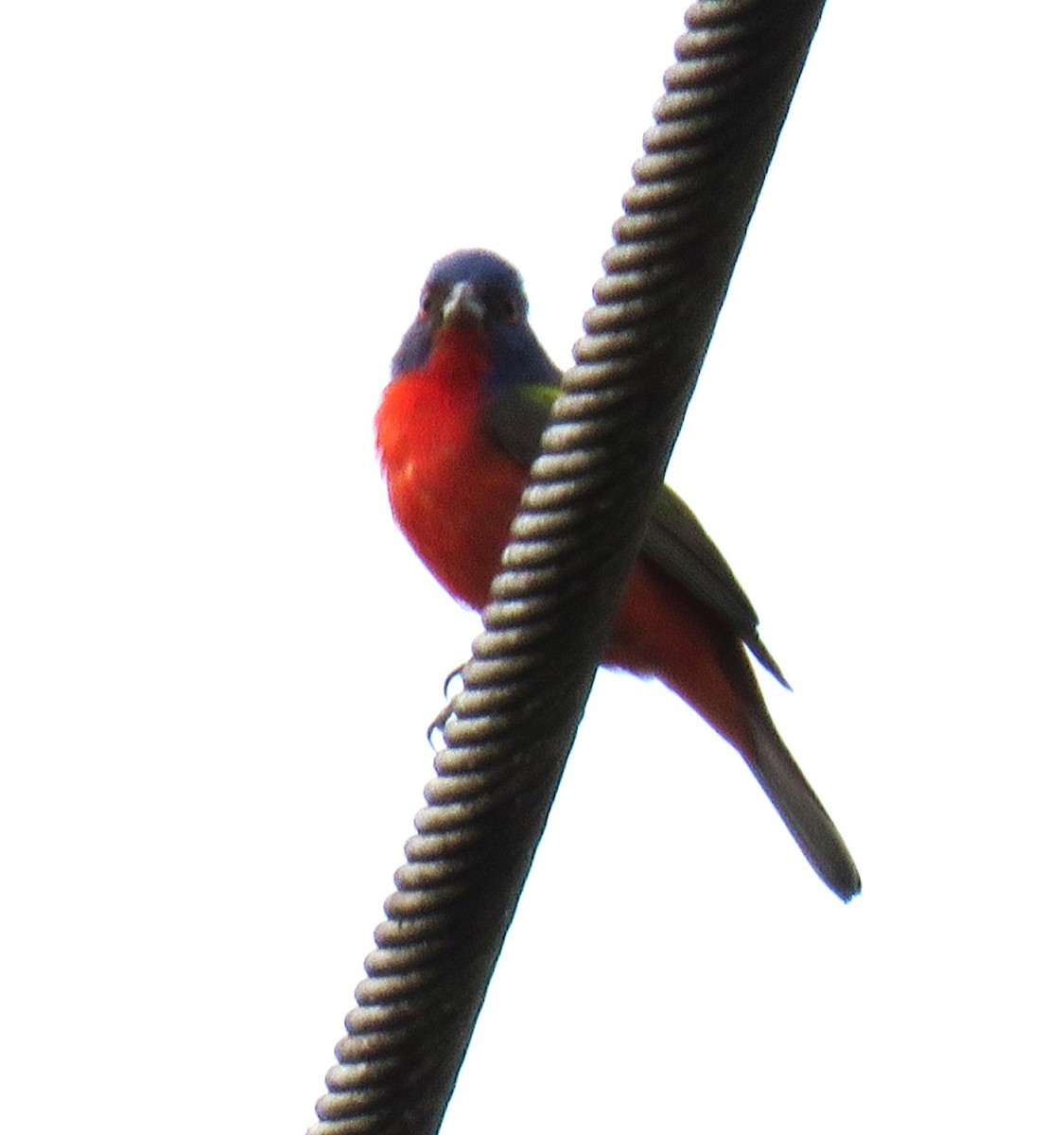 Painted Bunting - ML620785383