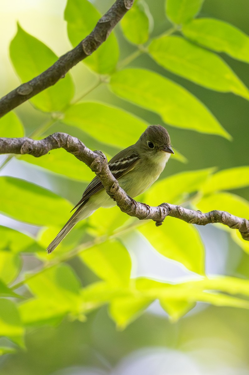 Acadian Flycatcher - ML620785384