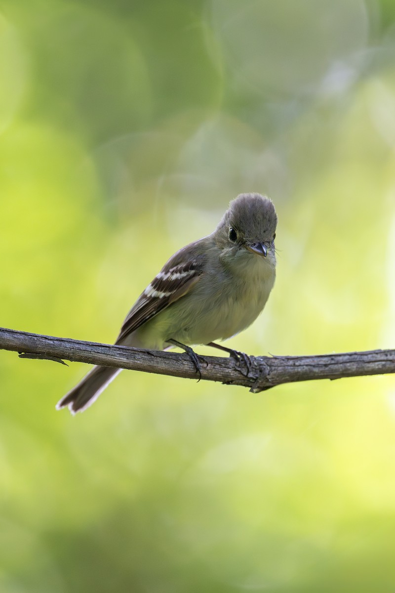 Acadian Flycatcher - ML620785385