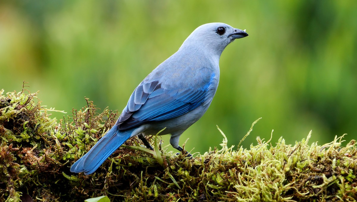 Blue-gray Tanager - ML620785386