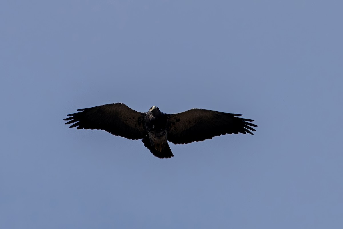 Black-chested Buzzard-Eagle - ML620785389