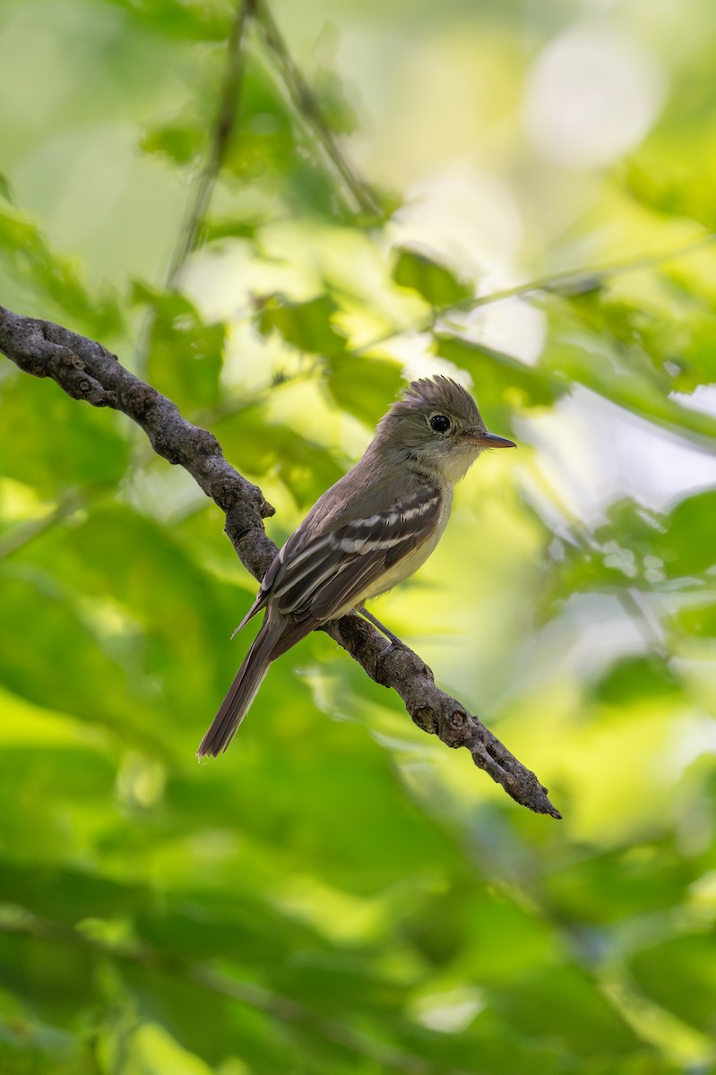 Acadian Flycatcher - ML620785390