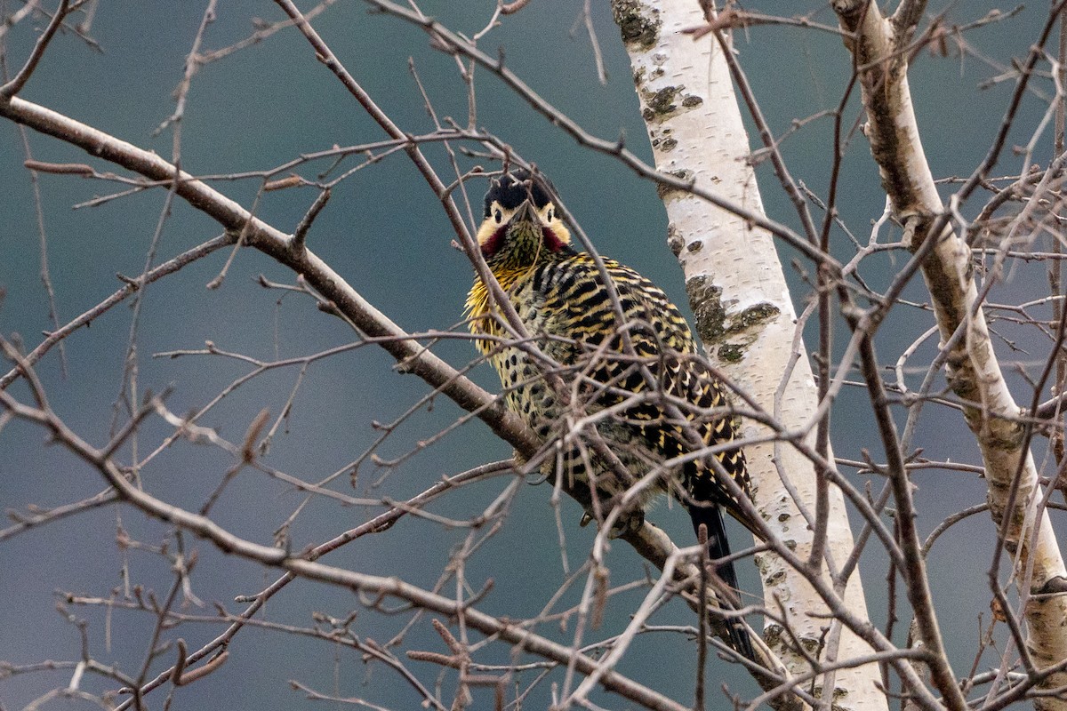 Green-barred Woodpecker - ML620785392