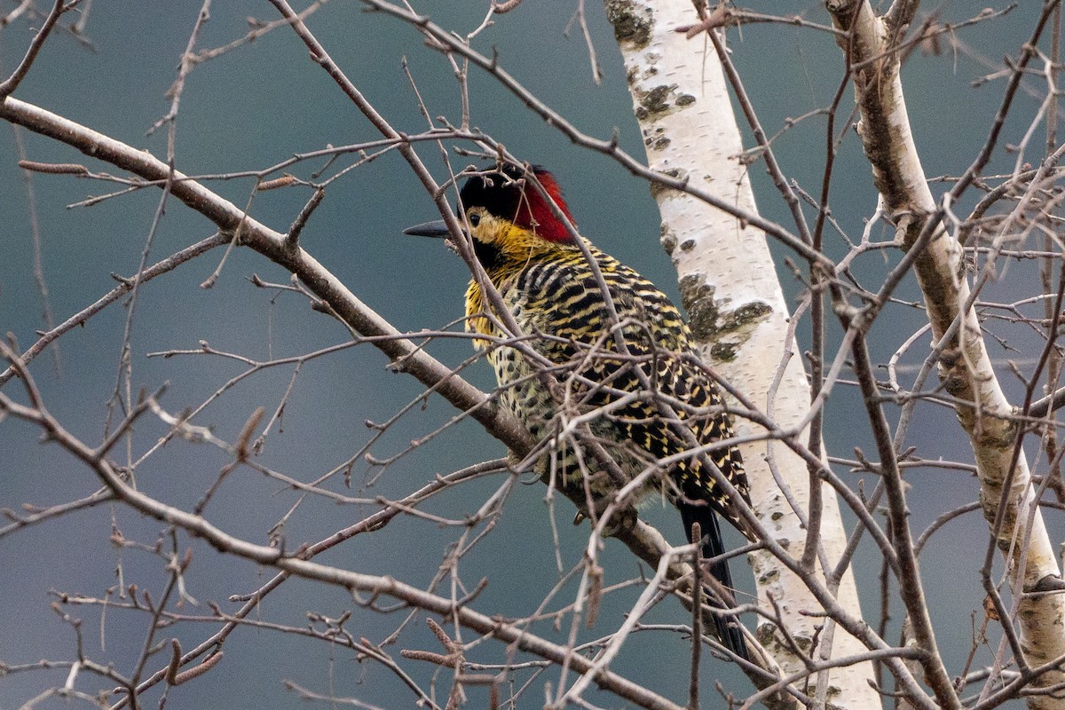 Green-barred Woodpecker - ML620785394