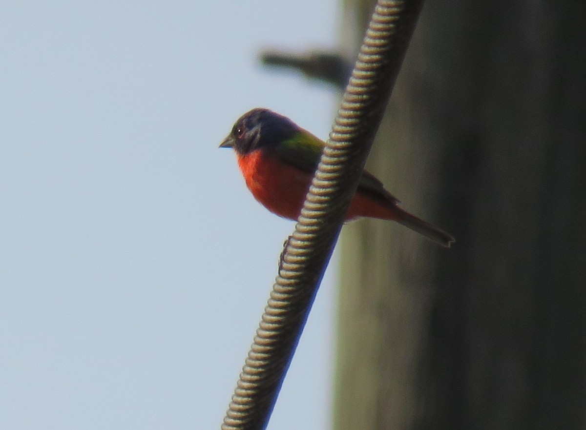 Painted Bunting - ML620785395