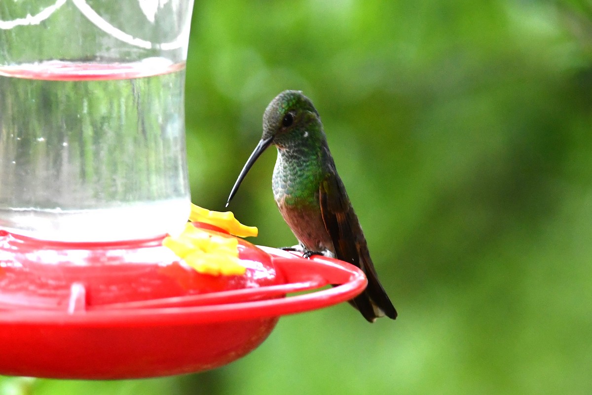 Berylline Hummingbird - ML620785407