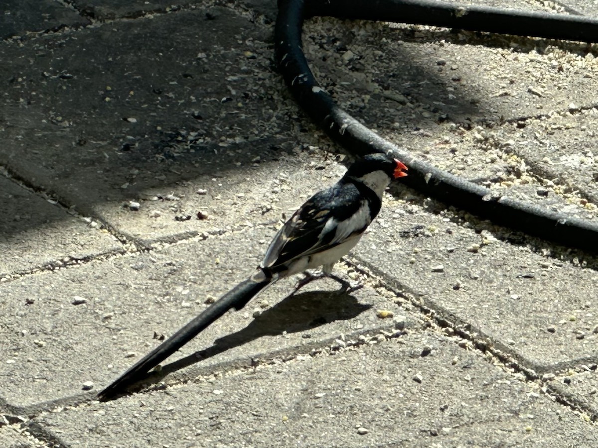 Pin-tailed Whydah - ML620785422