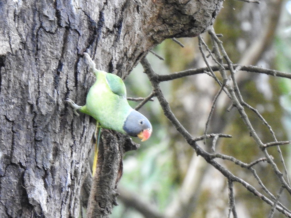 Slaty-headed Parakeet - ML620785424