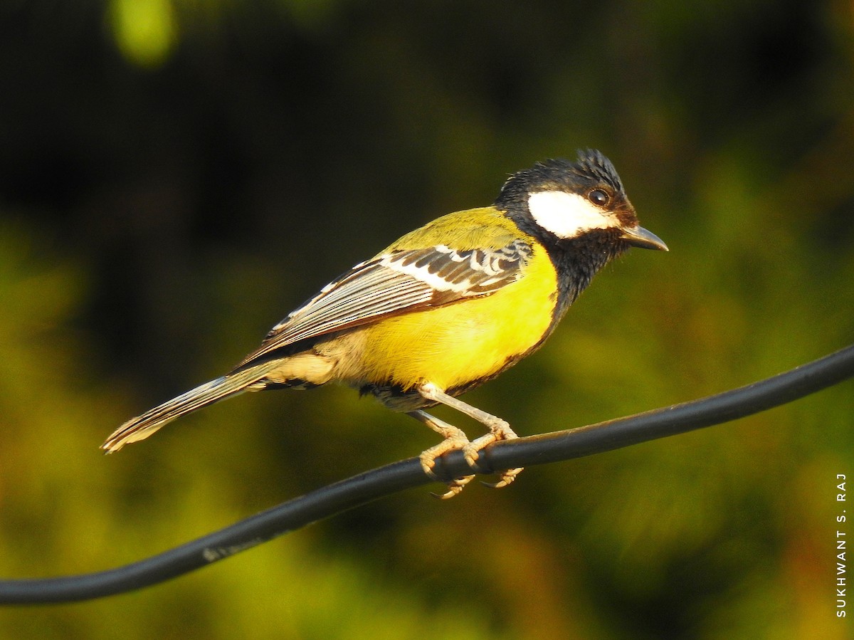 Green-backed Tit - ML620785433