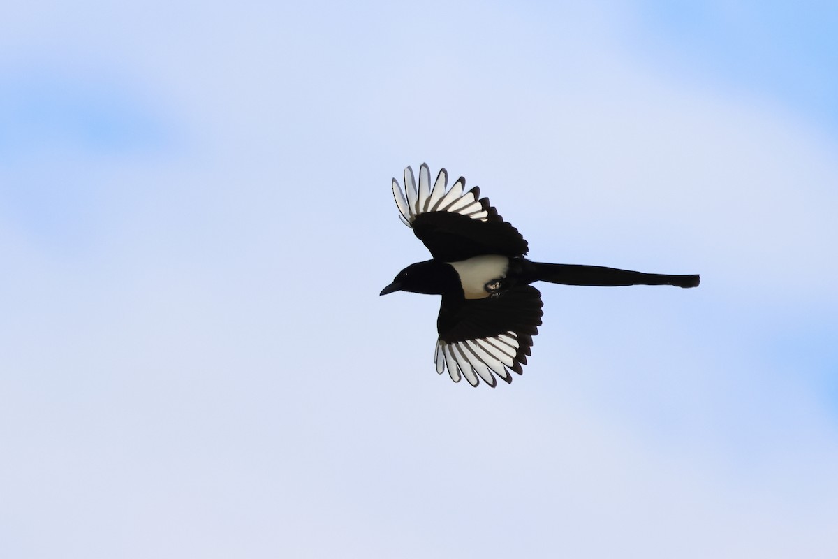 Black-billed Magpie - ML620785436