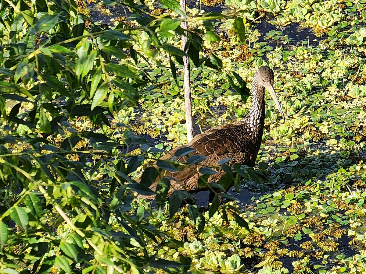 Limpkin - ML620785439