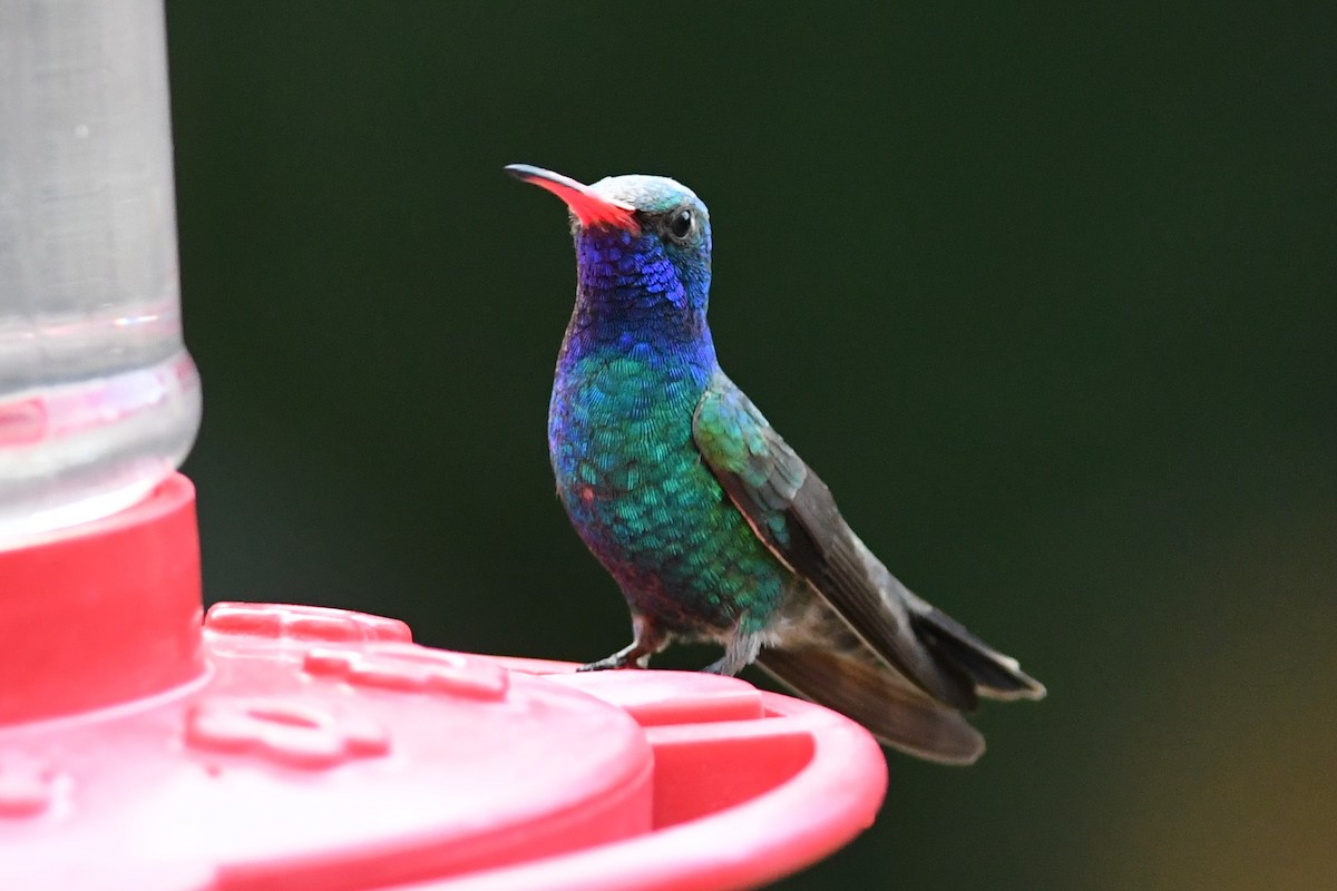 Colibrí Piquiancho Común - ML620785440