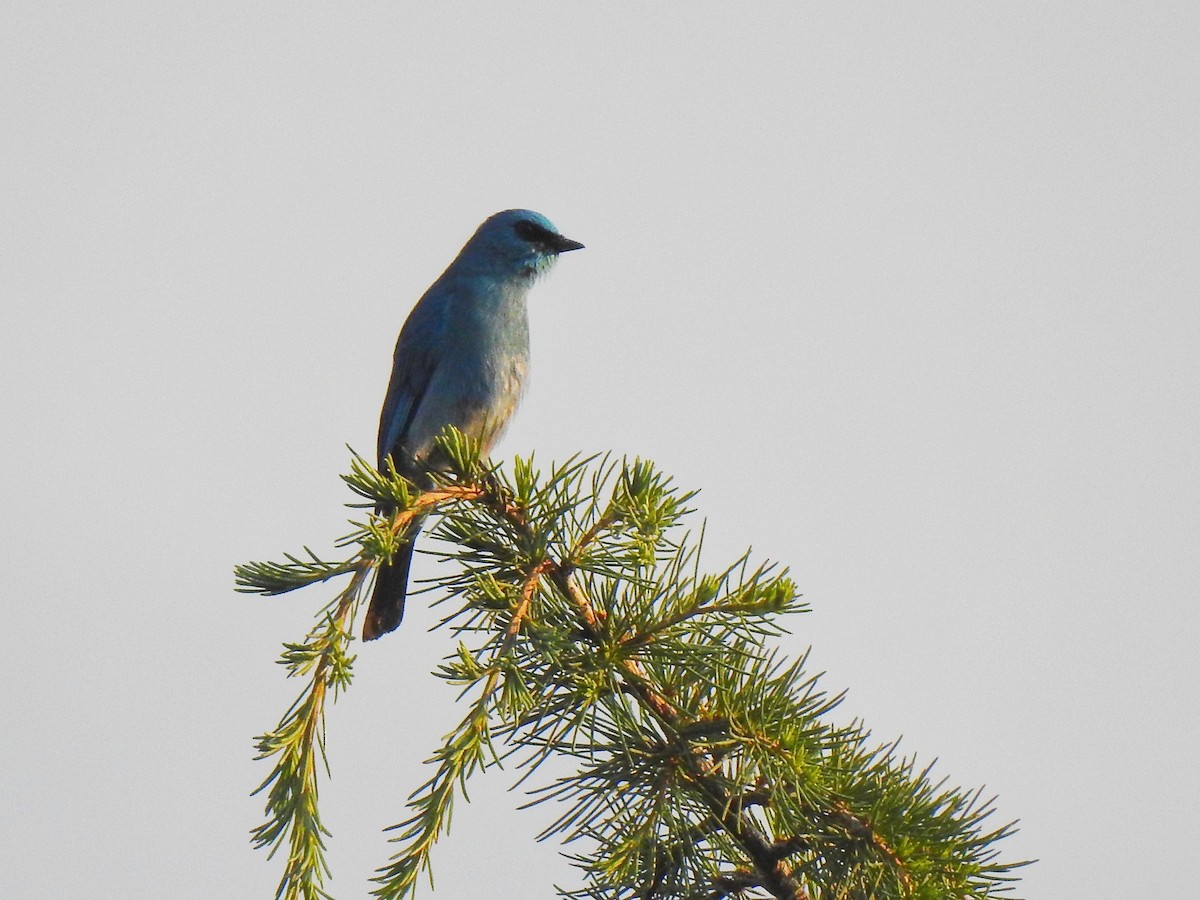 Verditer Flycatcher - ML620785441