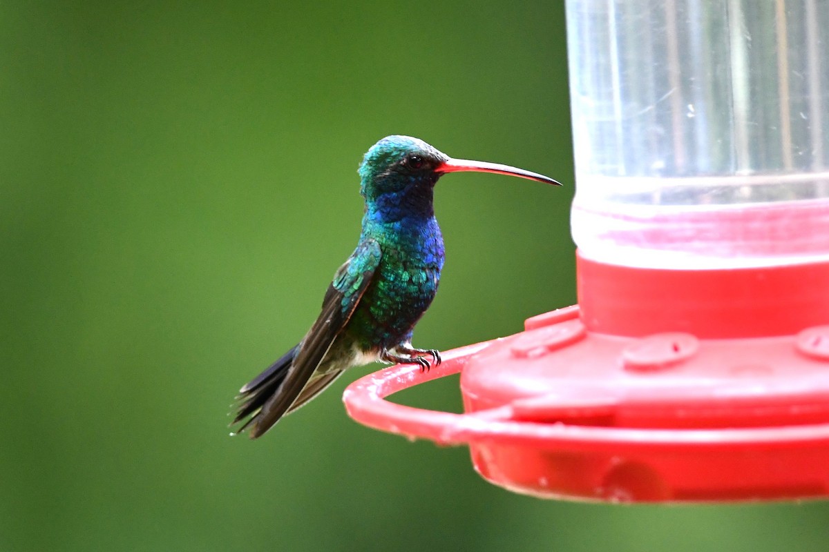 Colibrí Piquiancho Común - ML620785442