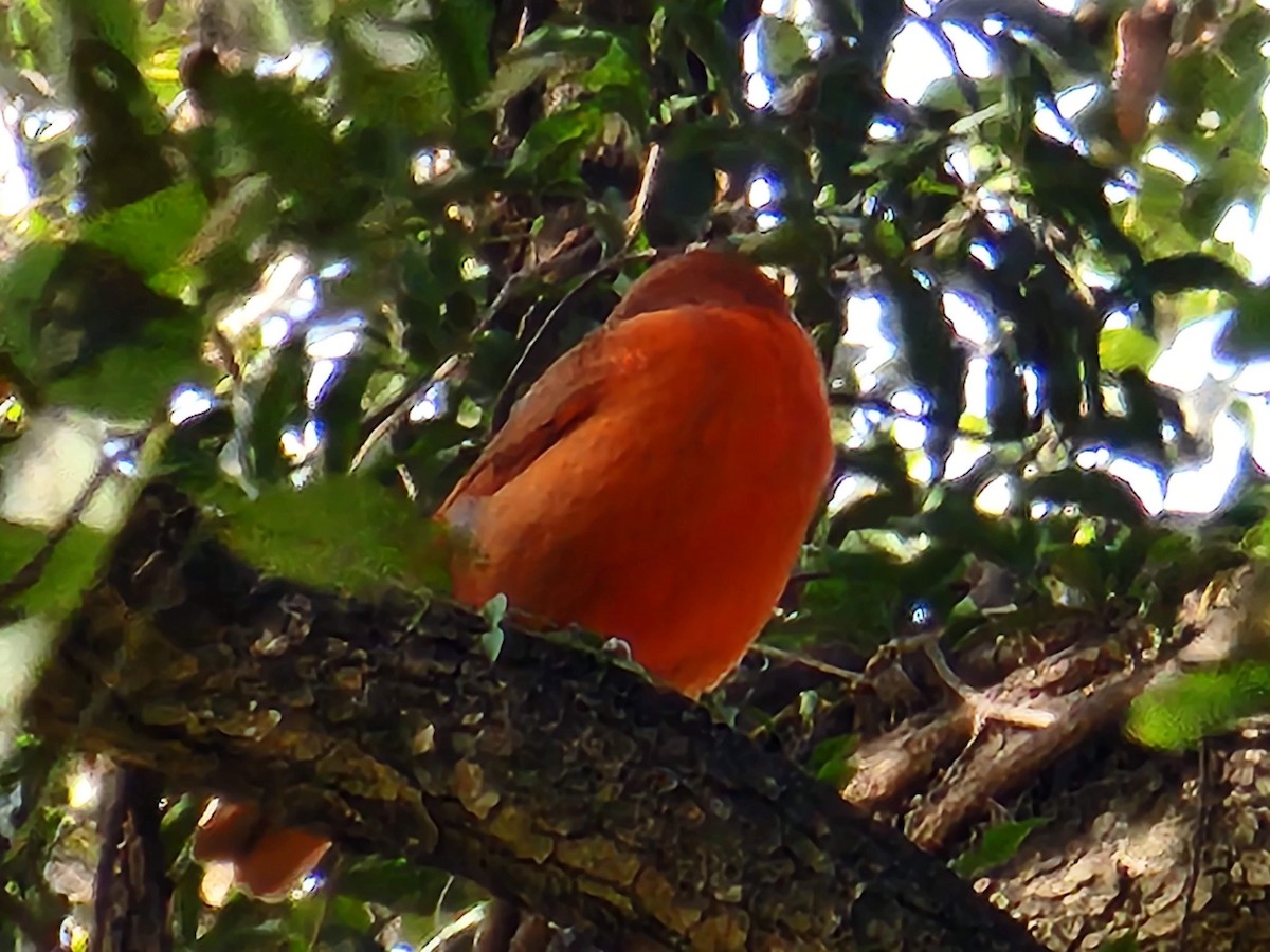 Hepatic Tanager - Fernando Fisicaro