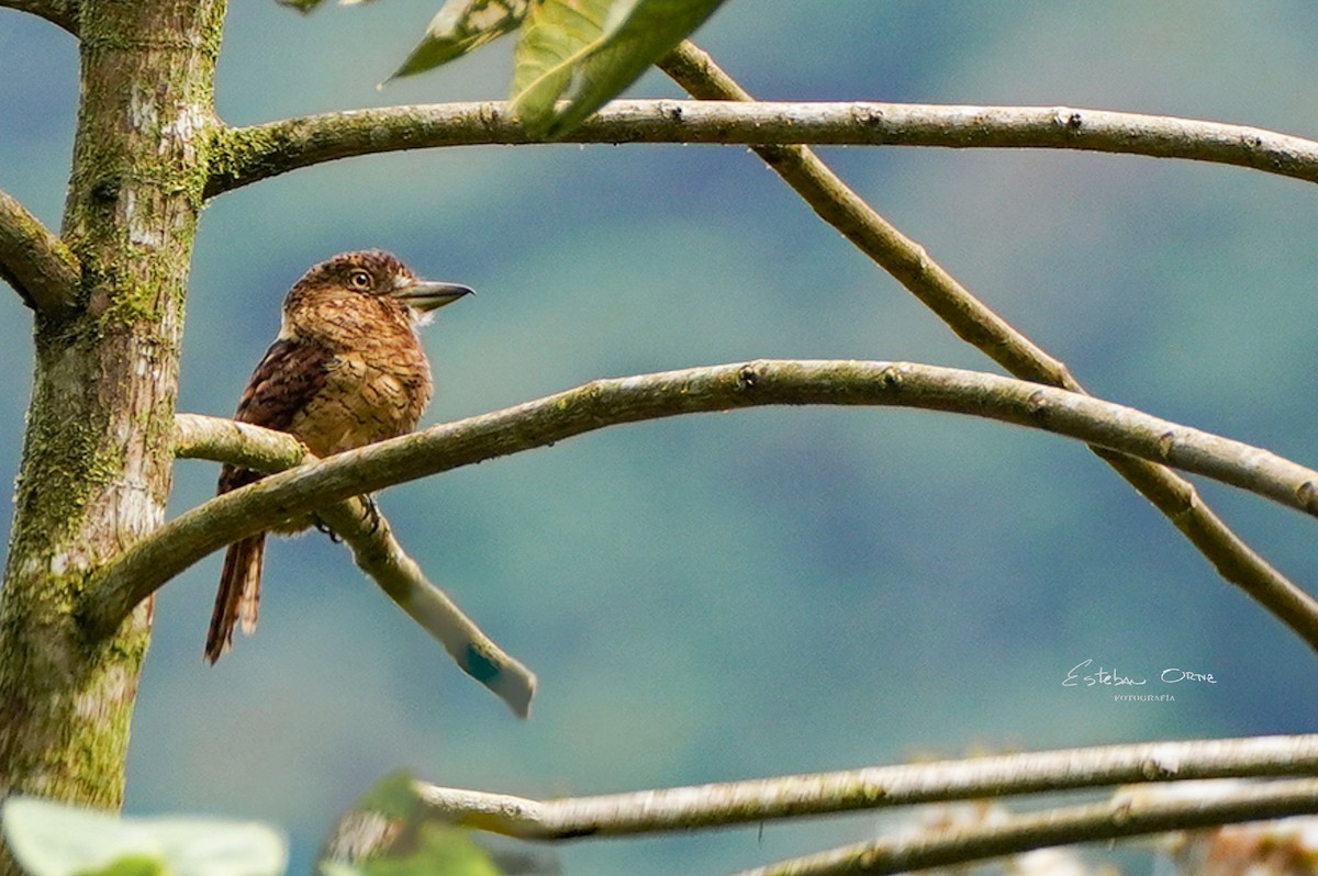 Barred Puffbird - ML620785451