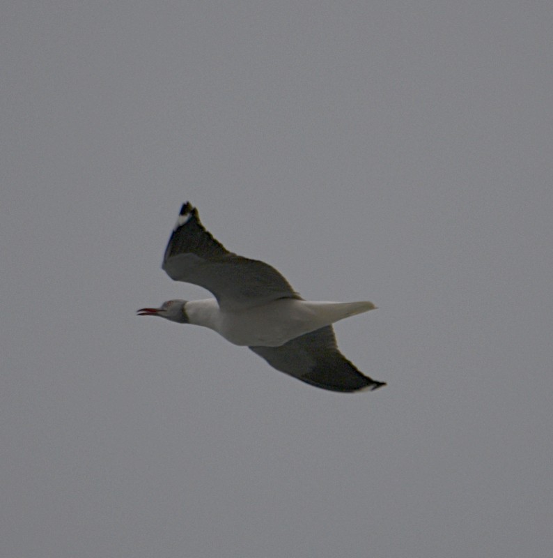 Gray-hooded Gull - ML620785452