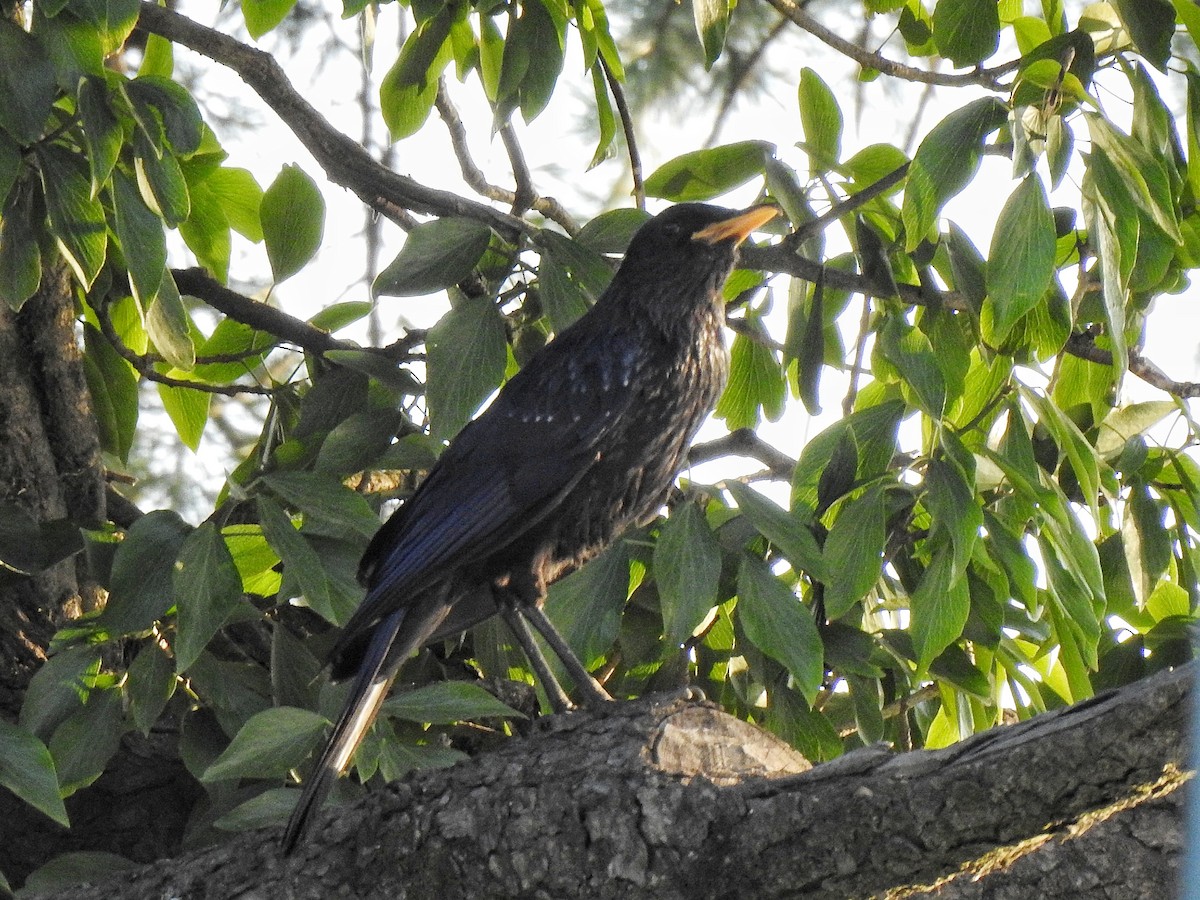 Blue Whistling-Thrush - ML620785453