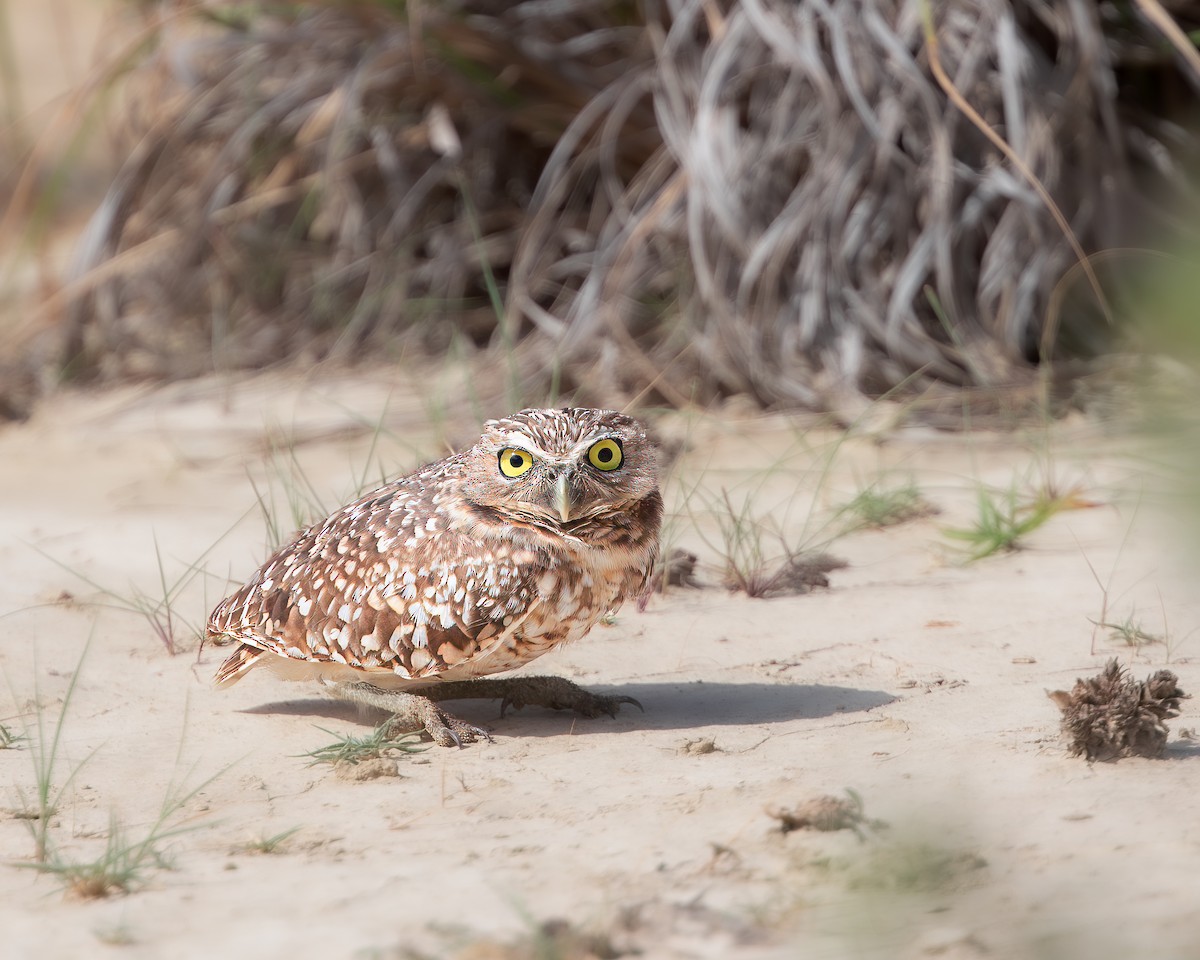 Burrowing Owl - ML620785454