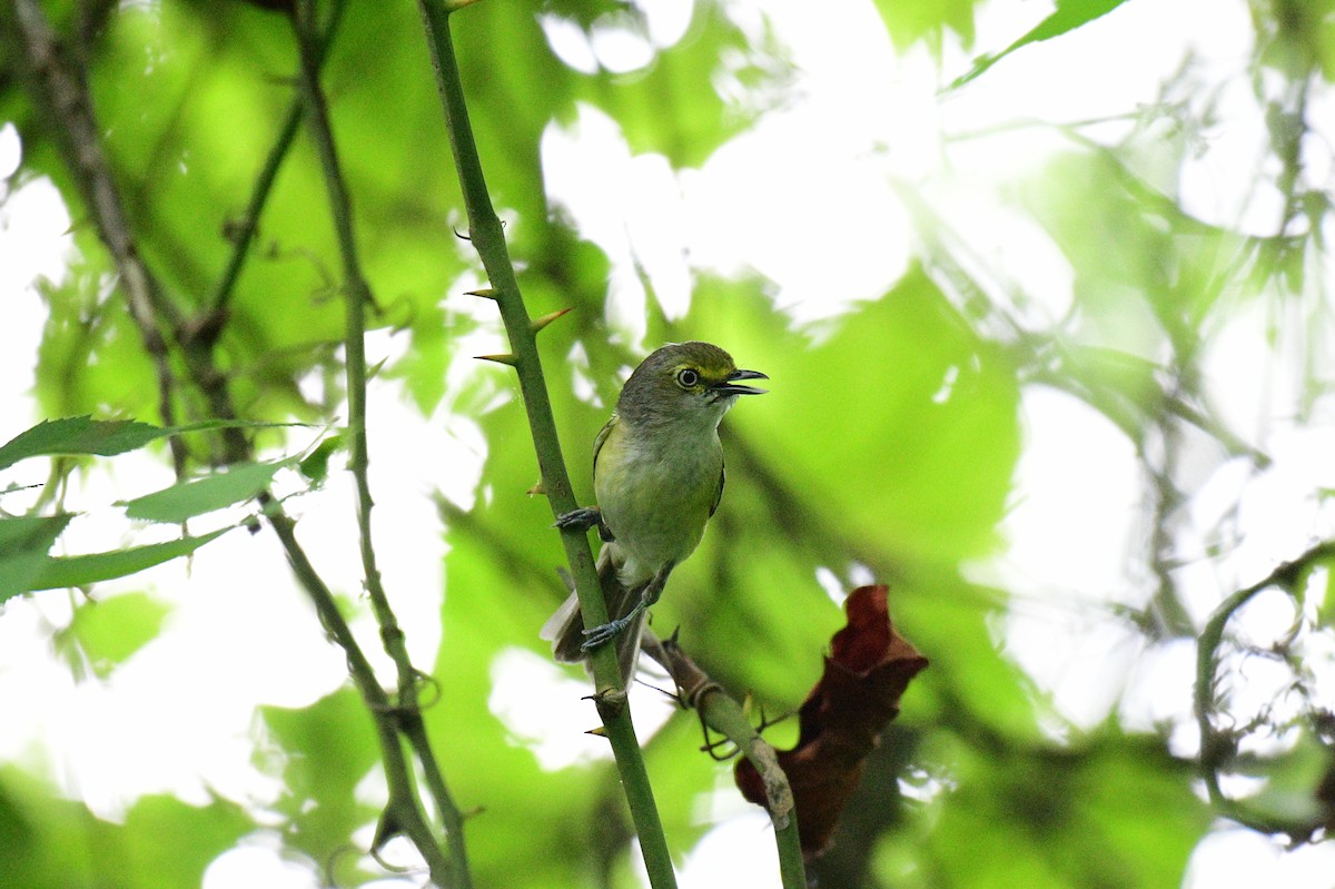 Viréo aux yeux blancs - ML620785460