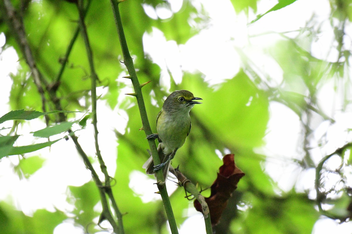 White-eyed Vireo - ML620785460