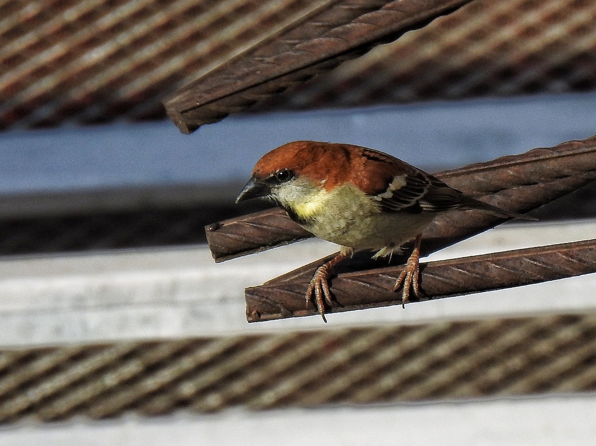 Russet Sparrow - ML620785468