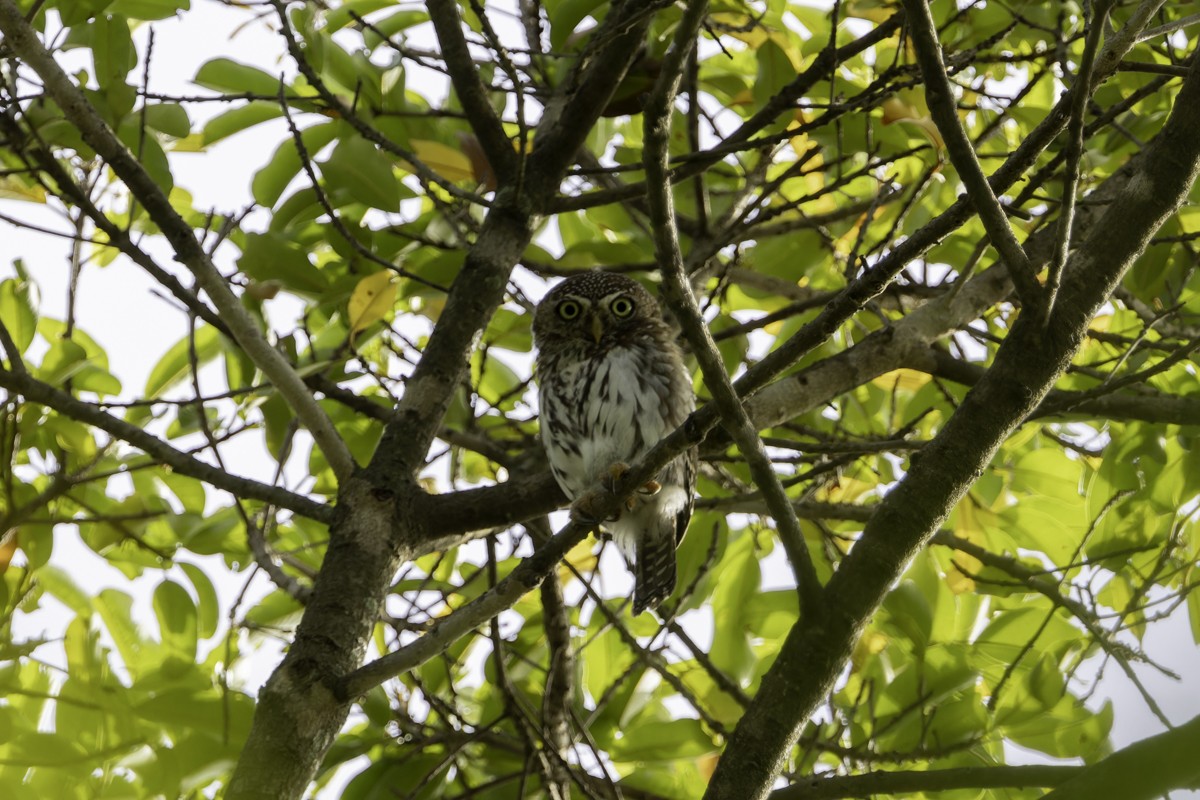 Pearl-spotted Owlet - ML620785469