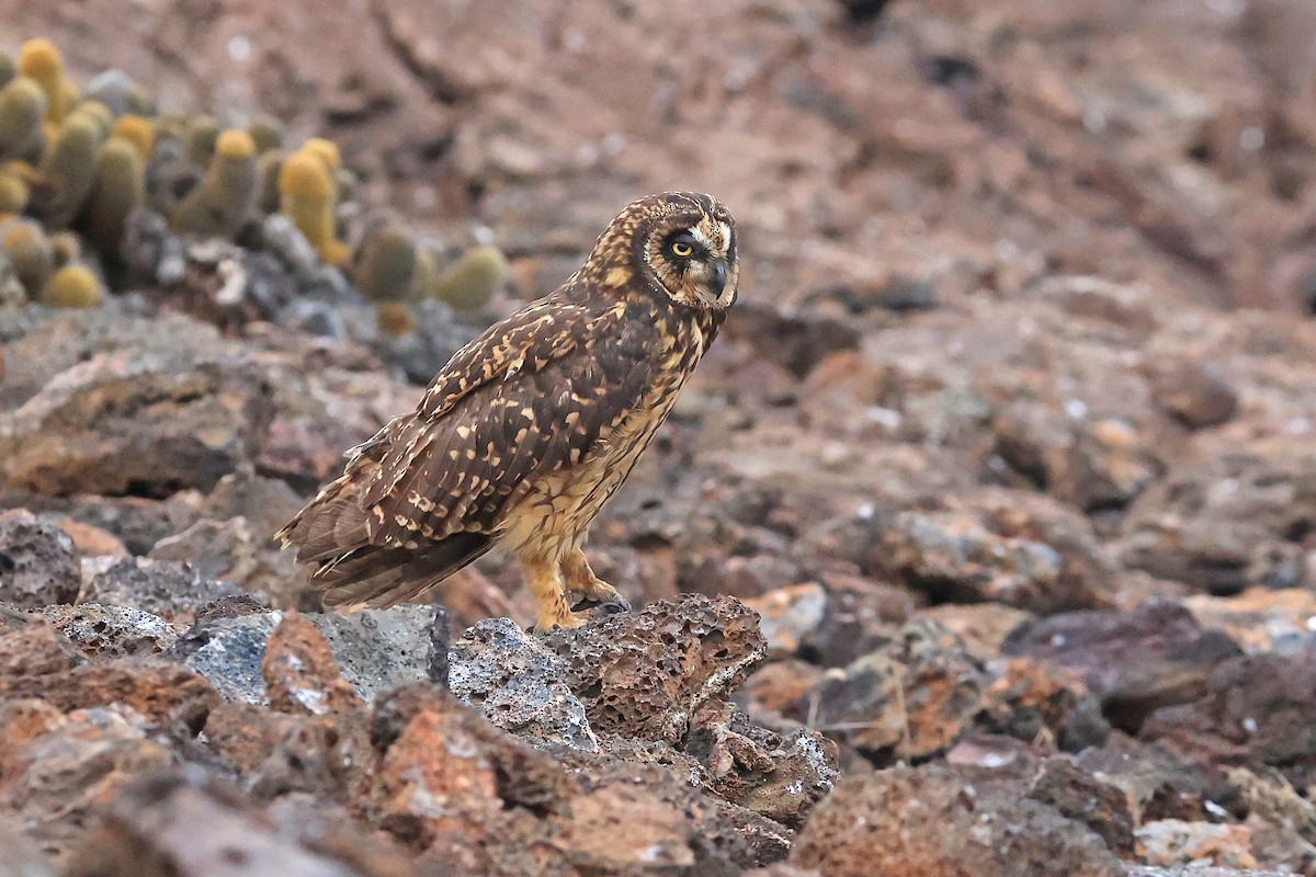 Short-eared Owl (Galapagos) - ML620785478