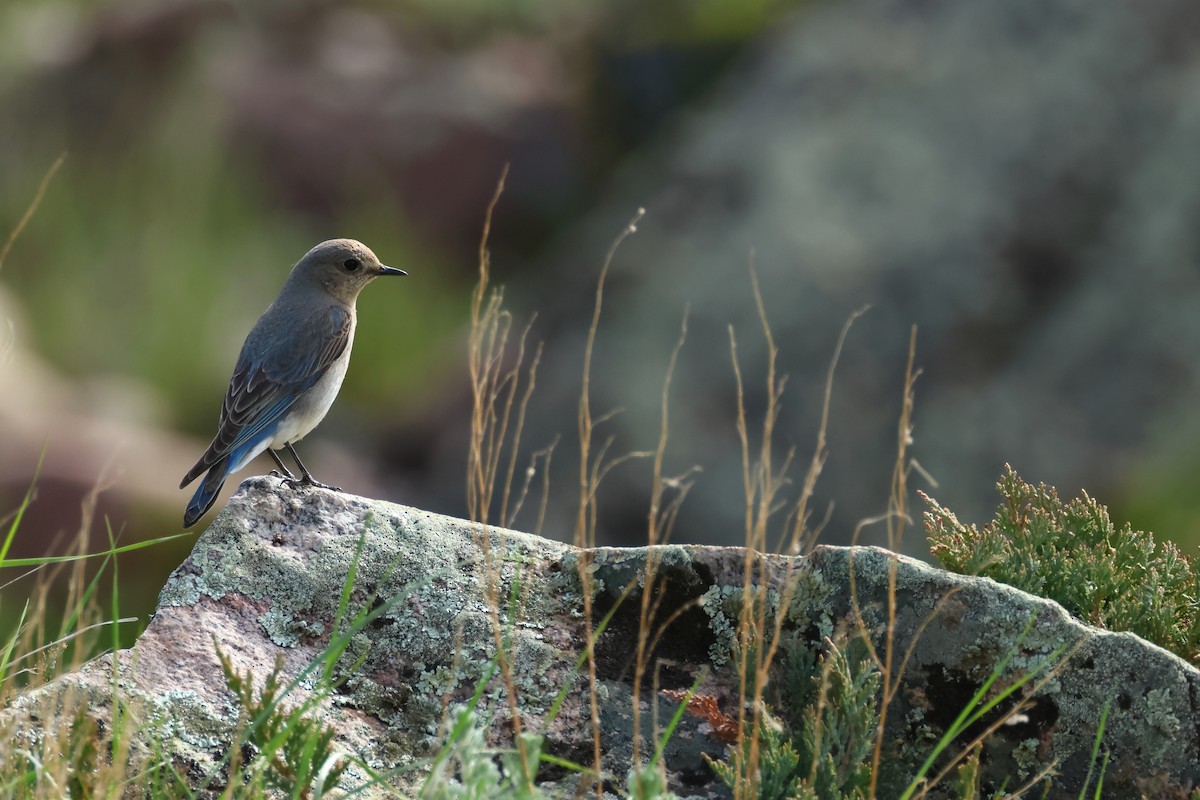 Mountain Bluebird - ML620785483