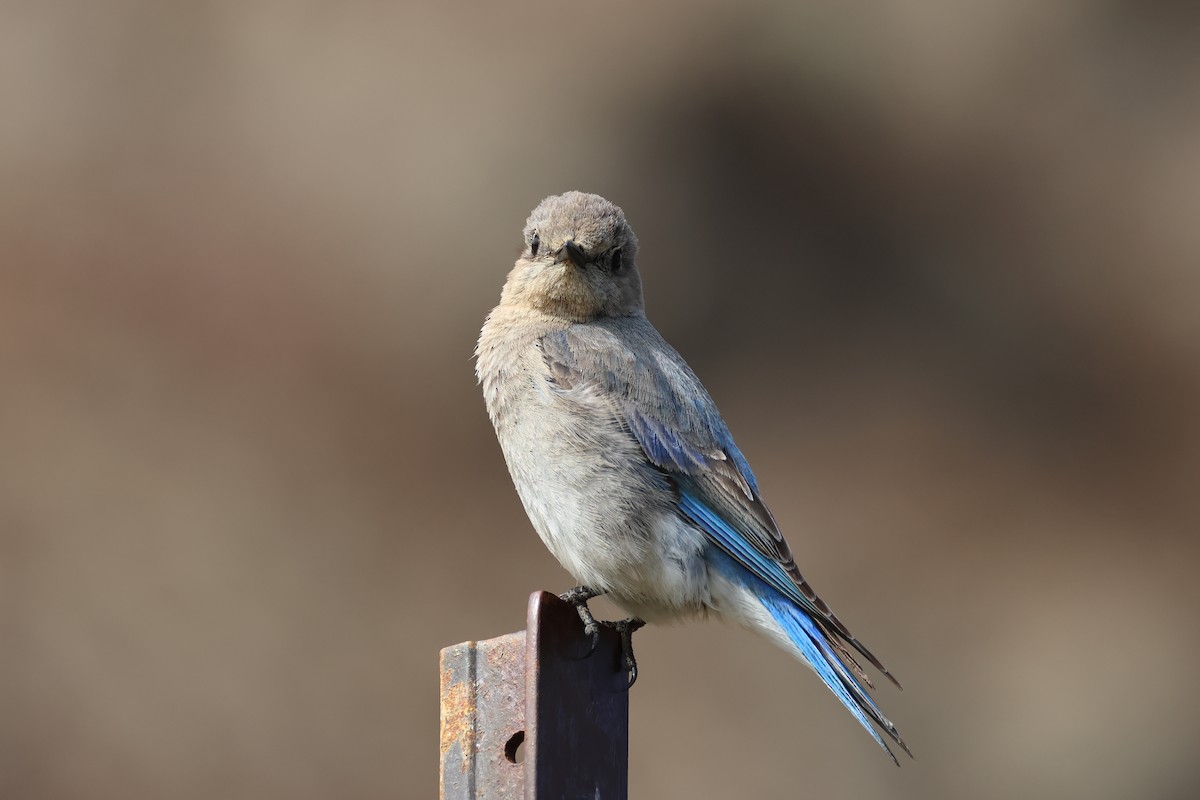 Mountain Bluebird - ML620785484