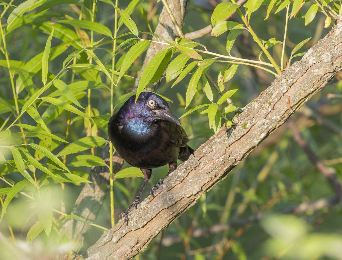 Common Grackle - ML620785485