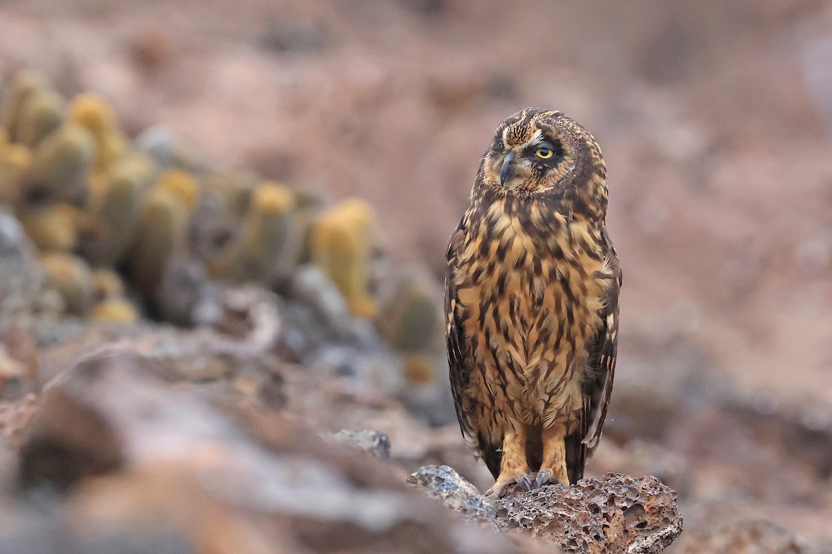 Short-eared Owl (Galapagos) - ML620785486