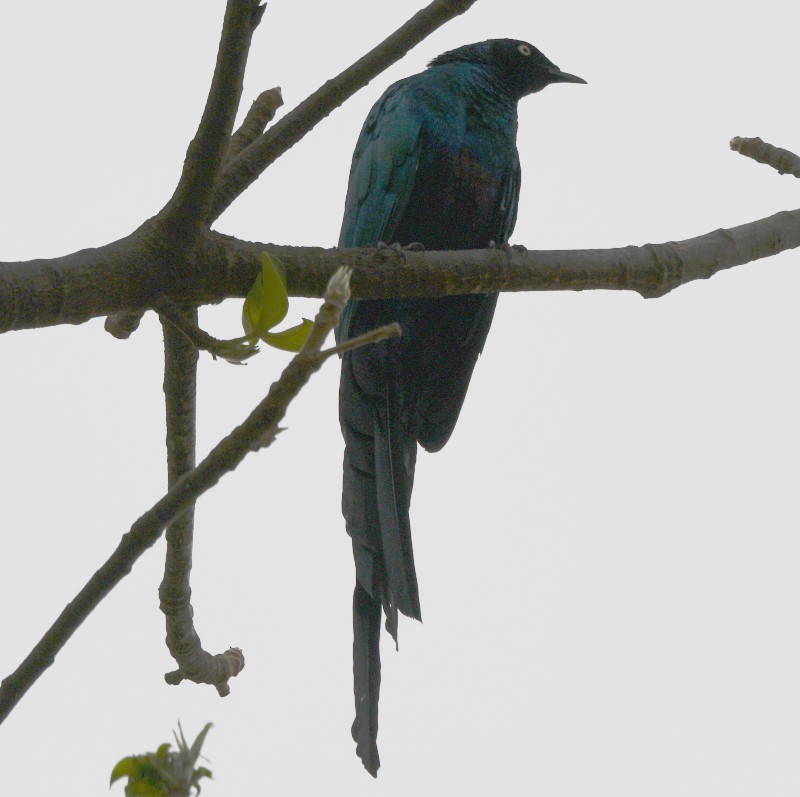 Long-tailed Glossy Starling - ML620785487