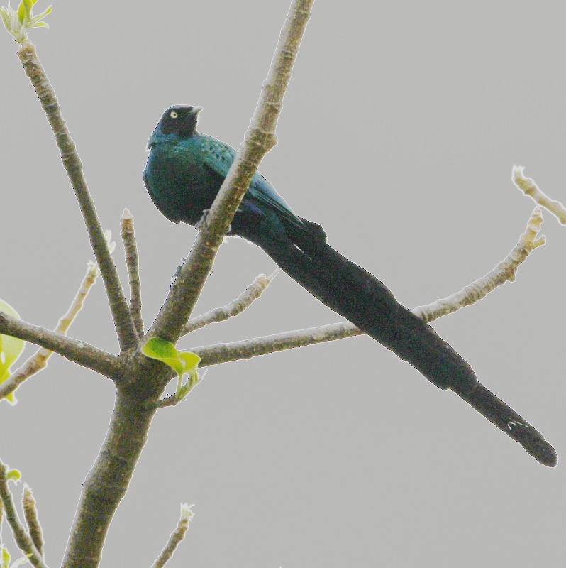 Long-tailed Glossy Starling - ML620785488