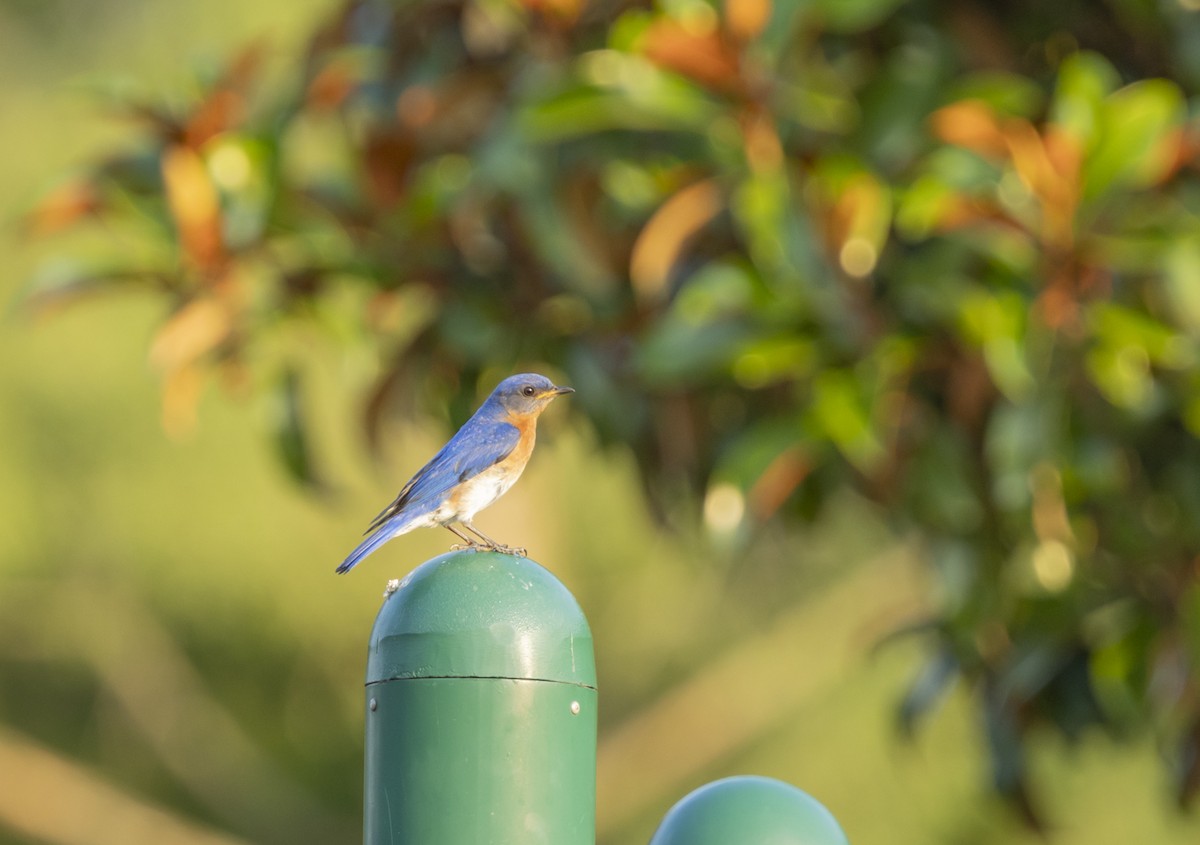 Eastern Bluebird - ML620785489